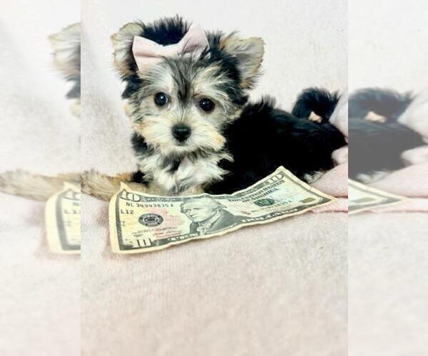 Medium Photo #1 Yorkshire Terrier Puppy For Sale in NEW YORK, NY, USA