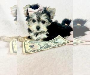 Yorkshire Terrier Puppy for sale in NEW YORK, NY, USA