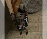 Small #4 Chihuahua