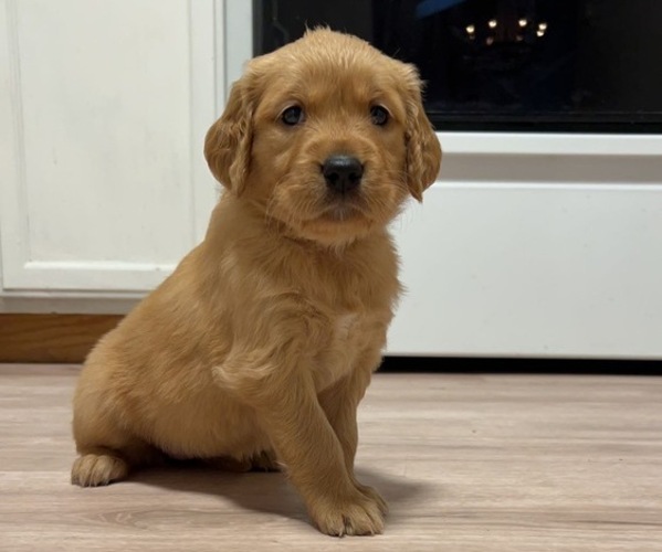 Medium Photo #1 Golden Retriever Puppy For Sale in BEND, OR, USA