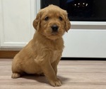 Small Photo #1 Golden Retriever Puppy For Sale in BEND, OR, USA