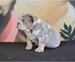 Small Photo #7 English Bulldog Puppy For Sale in NORTH HAMPTON, NH, USA