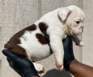 English Bulldog Puppy for sale in DALLAS, TX, USA