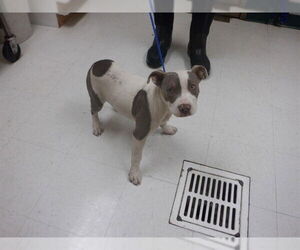 Mutt Dogs for adoption in Oroville, CA, USA