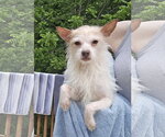 Small #1 Chihuahua Mix