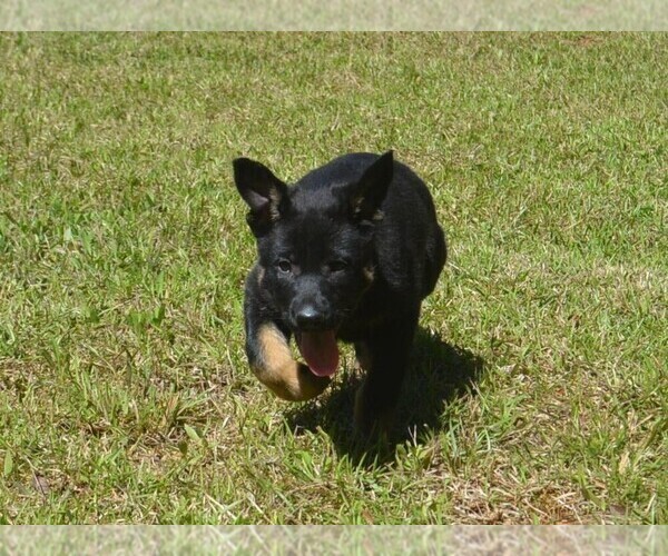 Medium Photo #2 German Shepherd Dog Puppy For Sale in POWDER SPRINGS, GA, USA