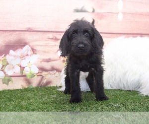 Labradoodle Puppy for sale in MARIETTA, GA, USA