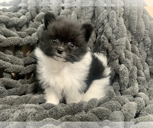 Pomeranian Puppy for sale in MUSCATINE, IA, USA