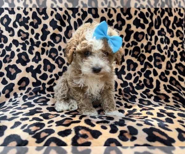 Medium Photo #8 Cockapoo (Miniature) Puppy For Sale in LAKELAND, FL, USA