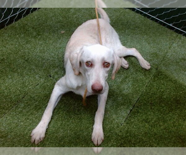 Medium Photo #1 Labrador Retriever-Unknown Mix Puppy For Sale in Downey, CA, USA