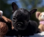Small French Bulldog