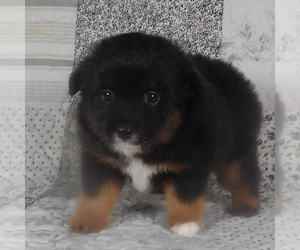 Miniature Australian Shepherd Puppy for sale in HARRISON, OH, USA
