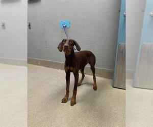 Doberman Pinscher-Unknown Mix Dogs for adoption in Las Vegas, NV, USA