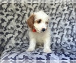 Small #5 Cavapoo