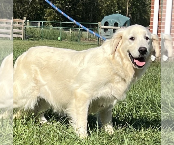 Medium Photo #1 Golden Retriever Puppy For Sale in NEOLA, WV, USA