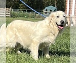 Small Photo #1 Golden Retriever Puppy For Sale in NEOLA, WV, USA