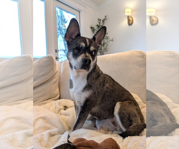 Medium Photo #1 French Bullhuahua Puppy For Sale in Bellevue, WA, USA