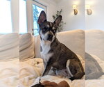 Small French Bullhuahua
