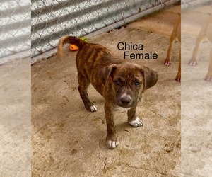 Chihuahua-Retriever Mix Dogs for adoption in Virginia Beach, VA, USA
