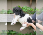 Small Photo #5 Goldendoodle Puppy For Sale in LAKEWOOD, WA, USA