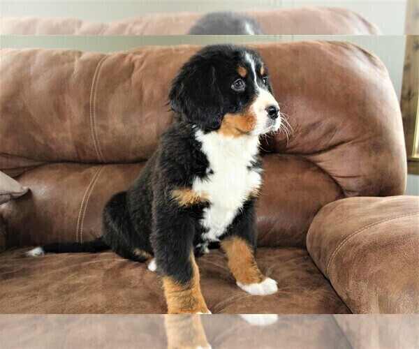 Medium Photo #7 Bernese Mountain Dog Puppy For Sale in HORN CREEK, CO, USA