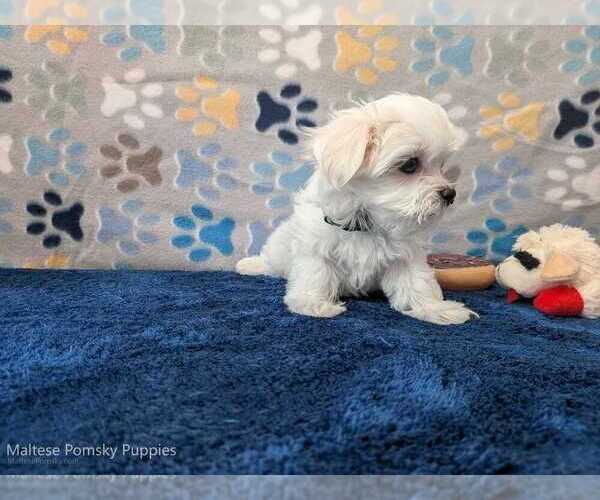 Medium Photo #26 Maltese Puppy For Sale in OCALA, FL, USA