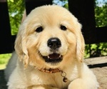Puppy Troy Golden Retriever