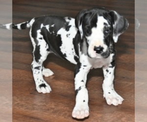 Great Dane Puppy for sale in WEST UNITY, OH, USA