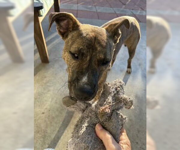 Medium Photo #4 Plott Hound-Unknown Mix Puppy For Sale in Oakhurst, NJ, USA