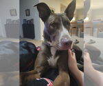 Small #9 German Shepherd Dog-Huskies  Mix