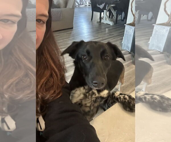 Medium Photo #6 Collie-Labrador Retriever Mix Puppy For Sale in Rockaway, NJ, USA