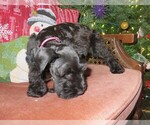 Small Photo #5 Schnauzer (Miniature) Puppy For Sale in TALBOTT, TN, USA