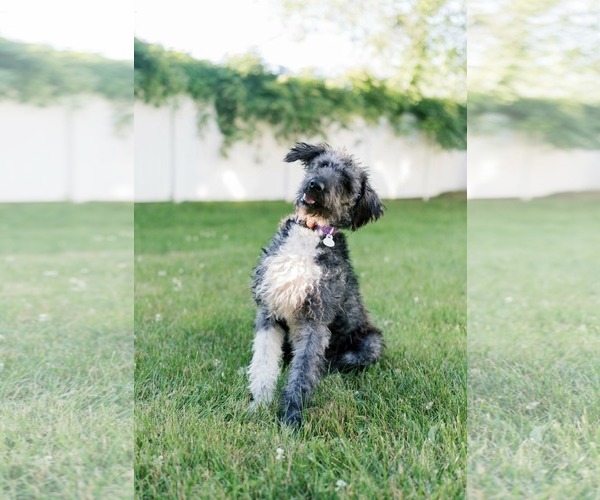 Medium Photo #6 Aussiedoodle Puppy For Sale in Westwood, NJ, USA