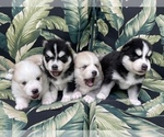 Small Photo #12 Pomsky-Siberian Husky Mix Puppy For Sale in WINDERMERE, FL, USA