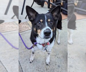 Shiba Inu-Unknown Mix Dogs for adoption in  Ramona, CA, USA