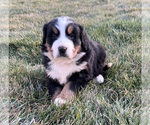 Puppy 2 Bernese Mountain Dog