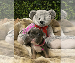 Small Photo #7 French Bulldog Puppy For Sale in STOCKTON, CA, USA