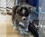 Small #7 Miniature Australian Shepherd
