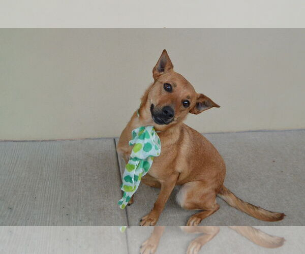 Medium Photo #1 Mutt Puppy For Sale in McKinney, TX, USA