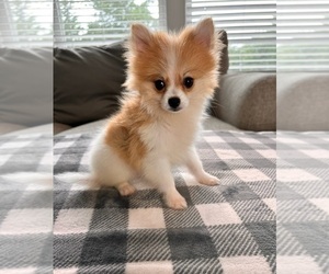 Pomeranian Puppy for sale in GREENWOOD, IN, USA