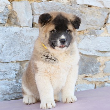 Medium Photo #1 Akita Puppy For Sale in GAP, PA, USA