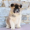 Small Photo #1 Akita Puppy For Sale in GAP, PA, USA