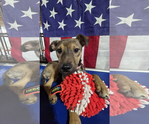 German Shepherd Dog-Unknown Mix Dogs for adoption in Centreville, VA, USA