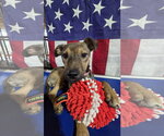 Small German Shepherd Dog Mix