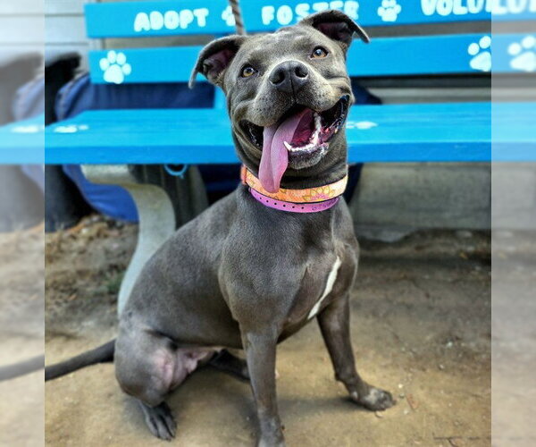 Medium Photo #2 Mutt Puppy For Sale in Long Beach, CA, USA