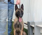 Small #2 Mutt