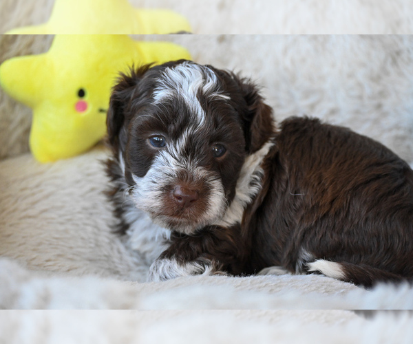 Medium Photo #1 Havapoo Puppy For Sale in GUTHRIE, KY, USA