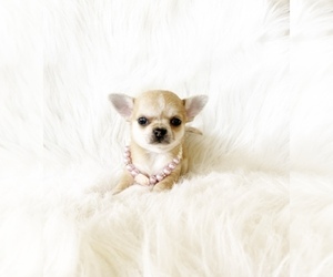 Chihuahua Puppy for sale in SACRAMENTO, CA, USA