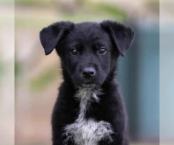 Medium Photo #4 Labrador Retriever-Unknown Mix Puppy For Sale in San Diego, CA, USA
