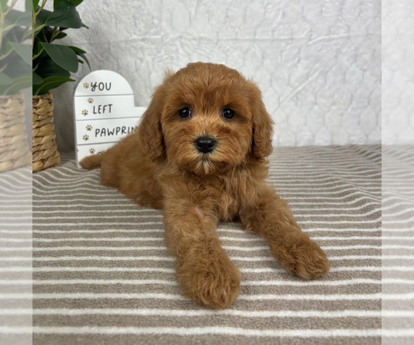 Medium Photo #4 Cavapoo Puppy For Sale in GREENFIELD, IN, USA
